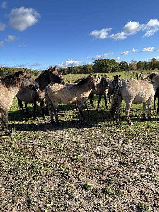 Konik polski klaczki ogierki