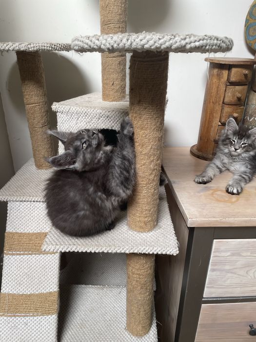 Kocurek Maine Coon