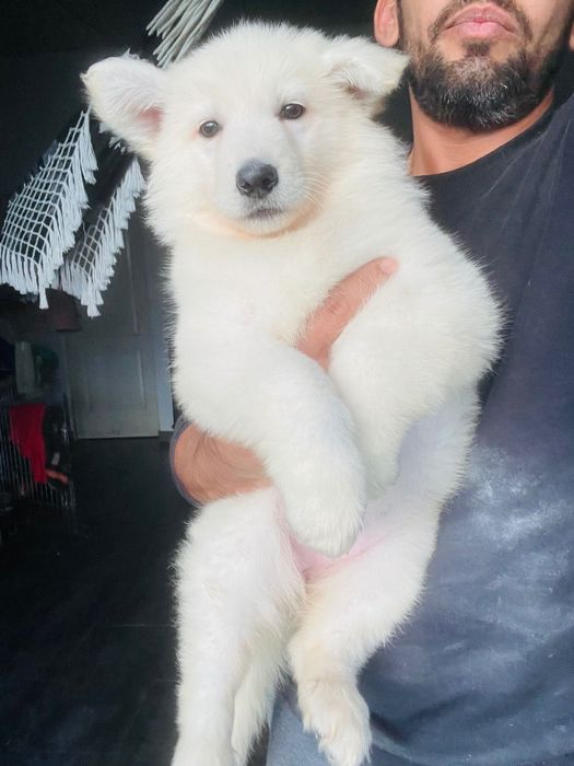 pastor suíço femea