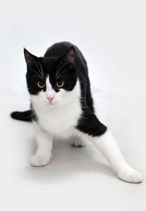 Котик безкоштовно Київ