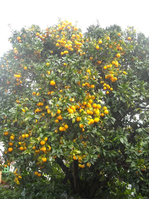 Laranjas Tangerinas Limoes Xuxus tomarilhos biologicos