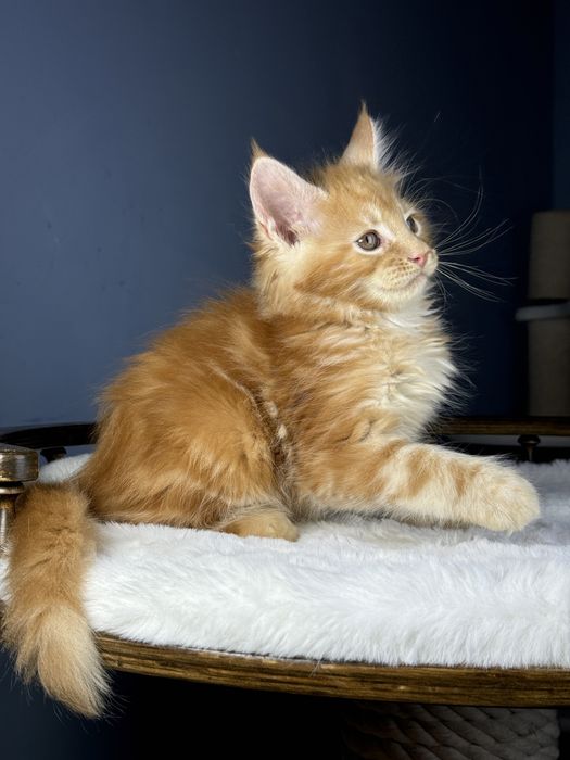 Яркий рыжий котенок мейн кун мальчик 2 месяца