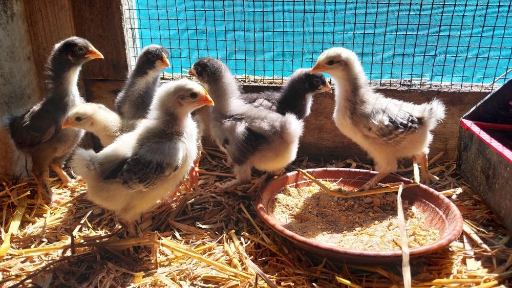 Vende-se pintainhos da Ti'Maria