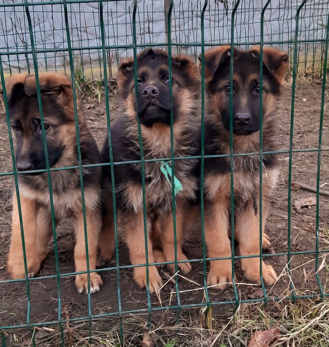 Цуценята німецької вівчарки