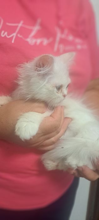 Gatinha persa branquinha