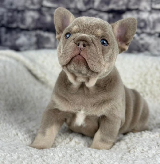 Супер красунчік  неймовірний !