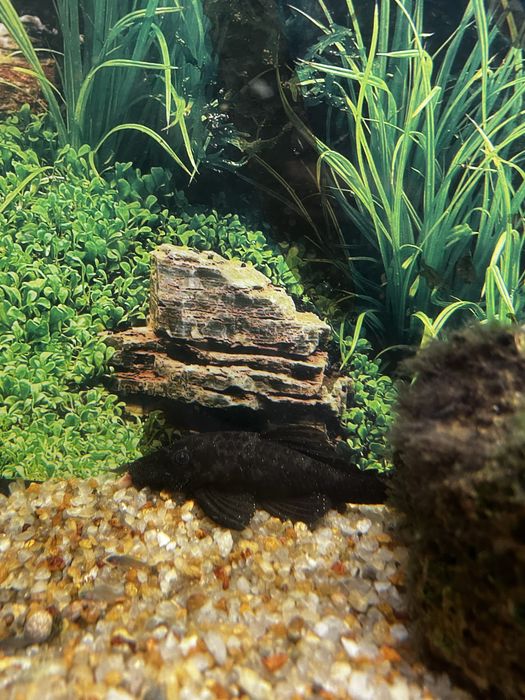 Сом Анциструс звездчатый (L181)