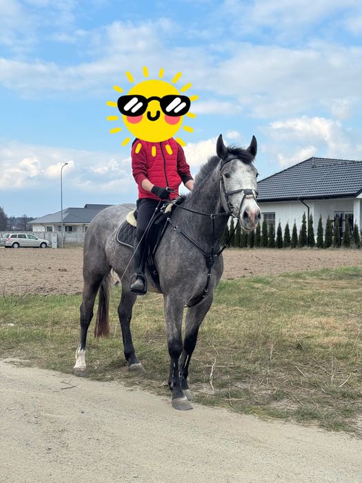 Piękny siwy Wałach