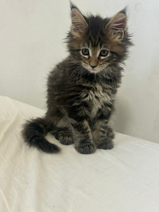 Linda gatinha tabby