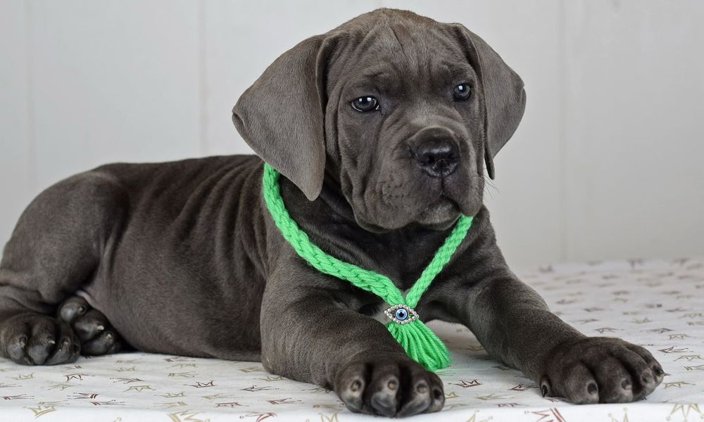 Яскрава сіра красуня Кане Корсо