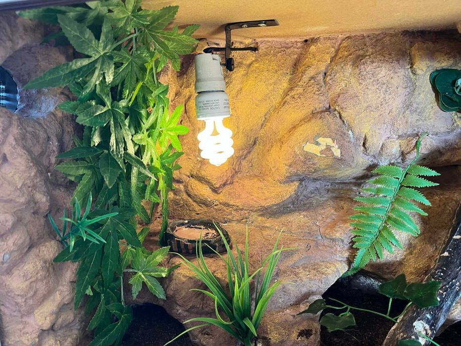 Terrarium szklane z wyposażeniem