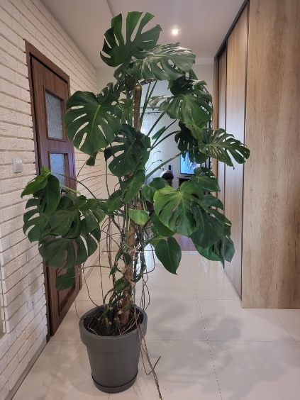Monstera, kwiaty