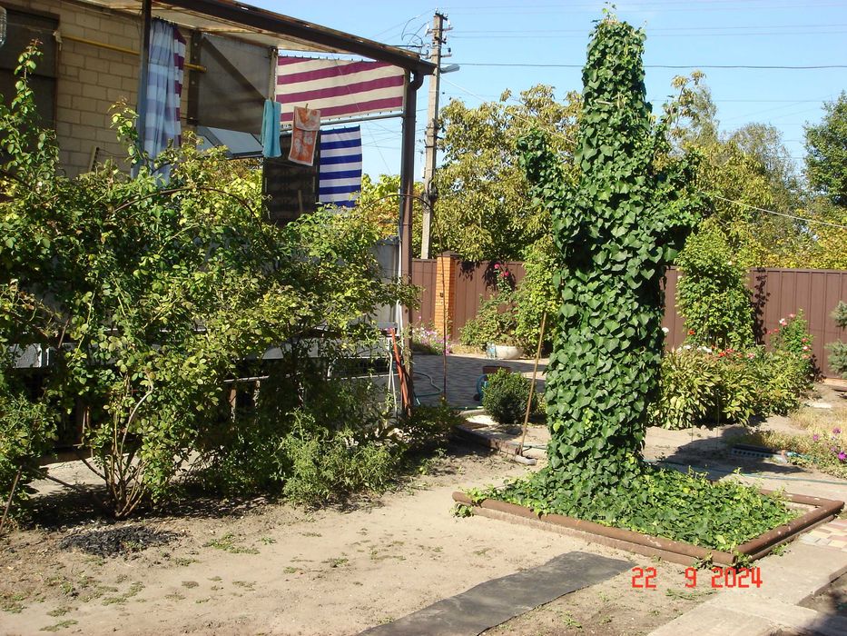 Плющ вечнозелёный. Живая изгородь.