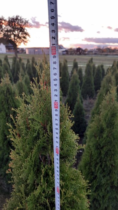 Thuja smaragd kopana z gruntu