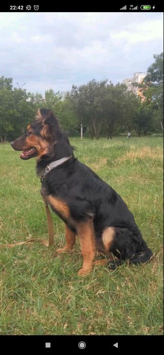 Отдам даром в хорошие руки