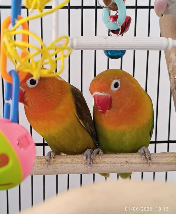 Agapornis Verdes