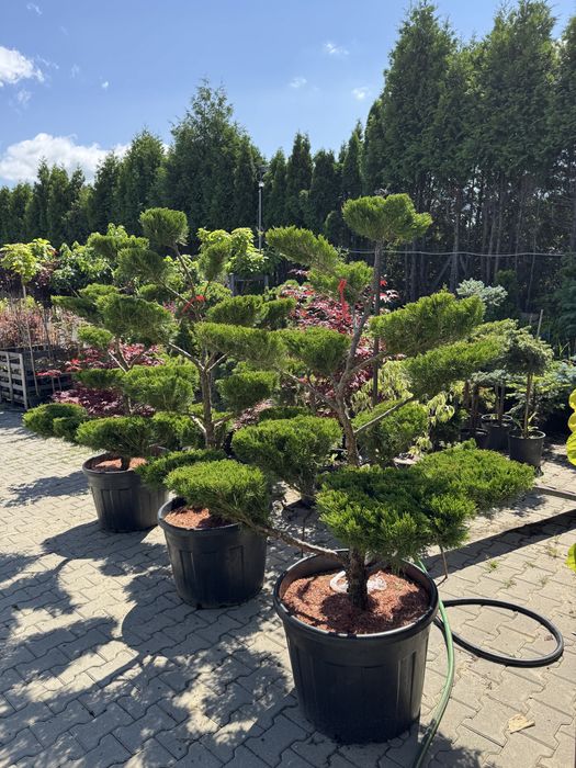 Bonsai , jałowiec mint julep, sosna, krzewy ozdobne