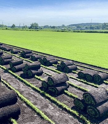 Рулоний газон в наявності є всі сорти