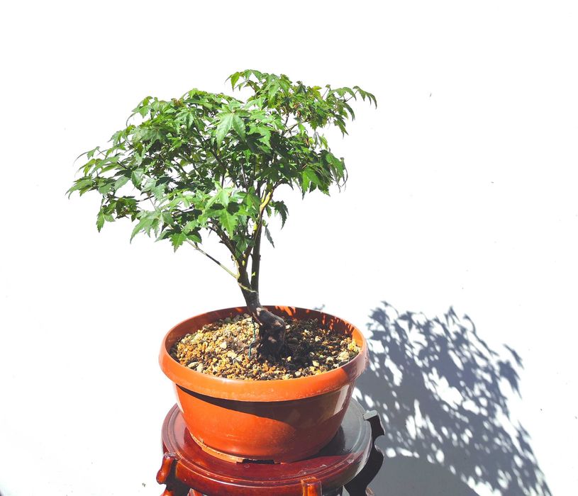 Pre Bonsai klon palmowy Little Princess