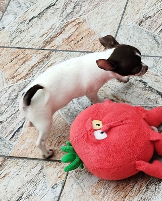 Chihuahua miniaturowa suczka