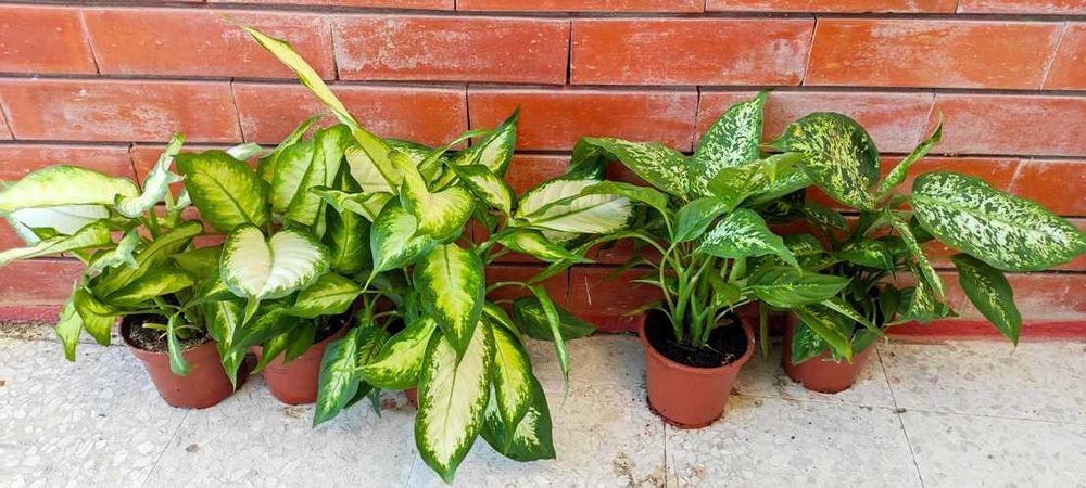 Comigo-Ninguém-Pode médias, macho e fêmea