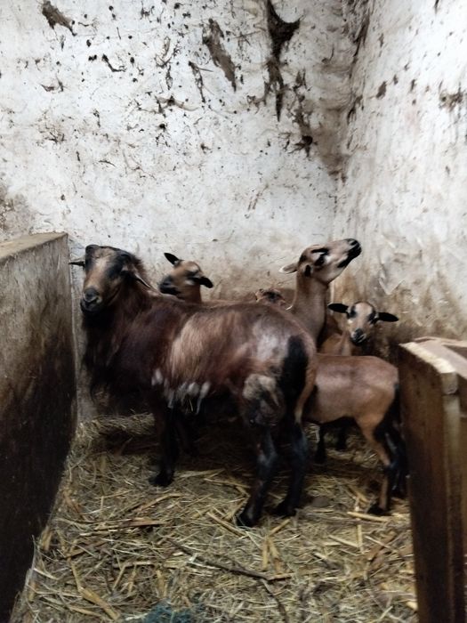 Duas burregas de rassa muito bonitas  150 cada uma