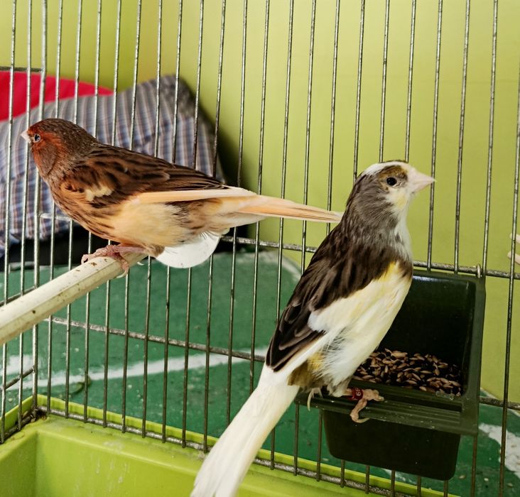 Kanarki Samiczki /2025 ,Dobrze odżywione -UNIKATOWE KOLORY -Sklep Zoologiczny