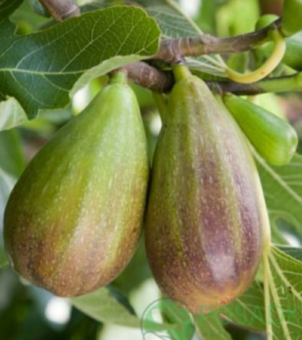 Инжир комнатный 7 сортов, черенки и саженцы