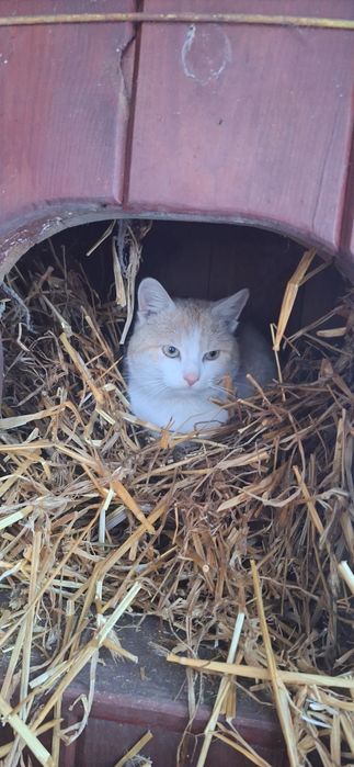 Po śmierci właściciela Kocurek zostal sam