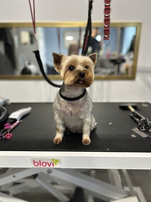 Psi fryzjer Salon groomerski Lilli