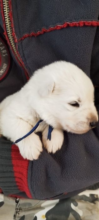 Owczarek szwajcarski