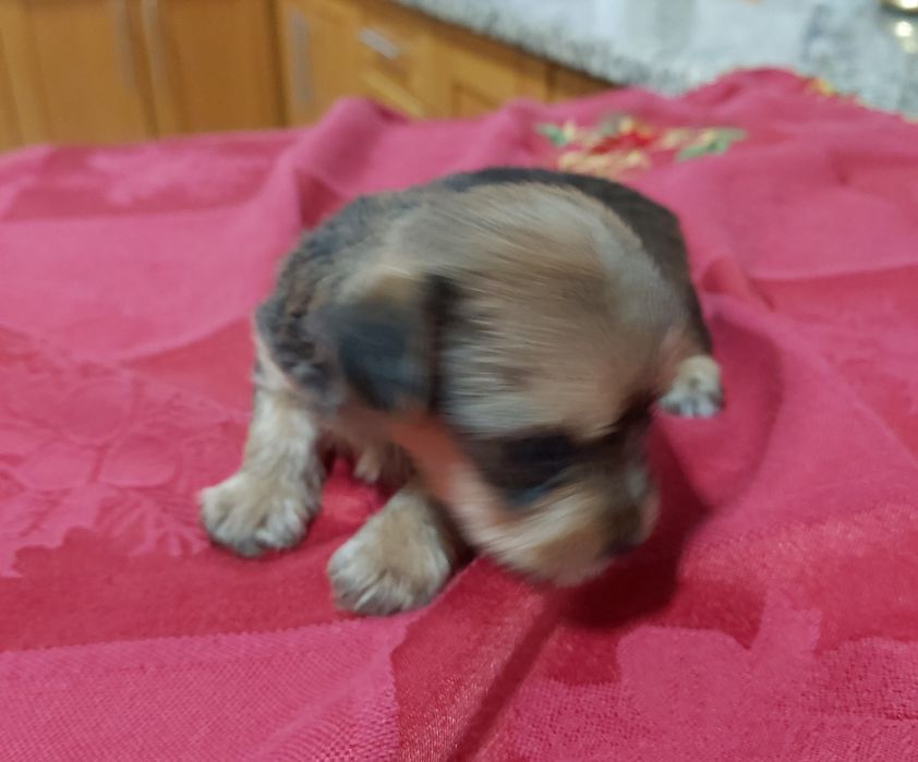 Linda menina Yorkshire terrier