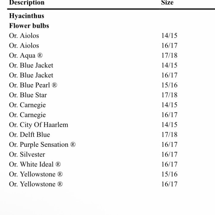 Гіацинт Квіти до дня закоханих та 8 березня крокус