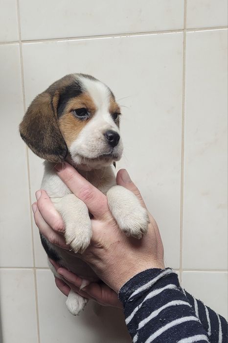 Cachorrinho beagle tricolor