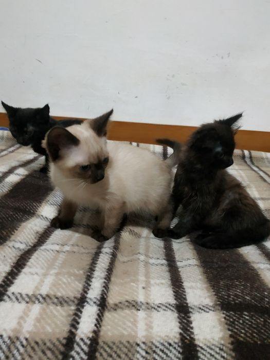 Кошенята в люблячу родину
