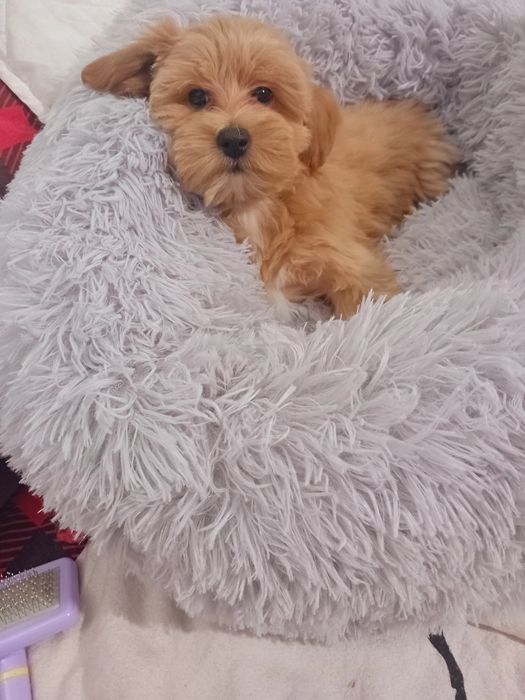 Maltipoo, maltańczyk, pudełek toy  suczka.