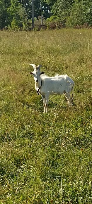 Продам козу дойну и також козенят