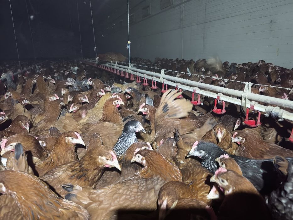 Młode kurki ogolnouzytkowe 3 tyg do jajka