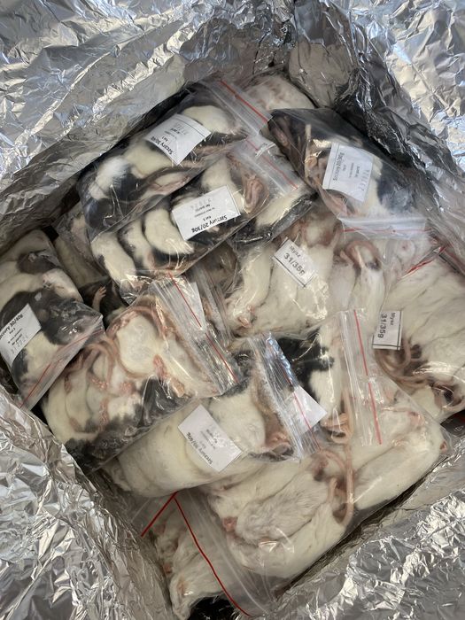 Szczur mrożony 50/70g karmówka dla węża zooanimals Ruda Śląska