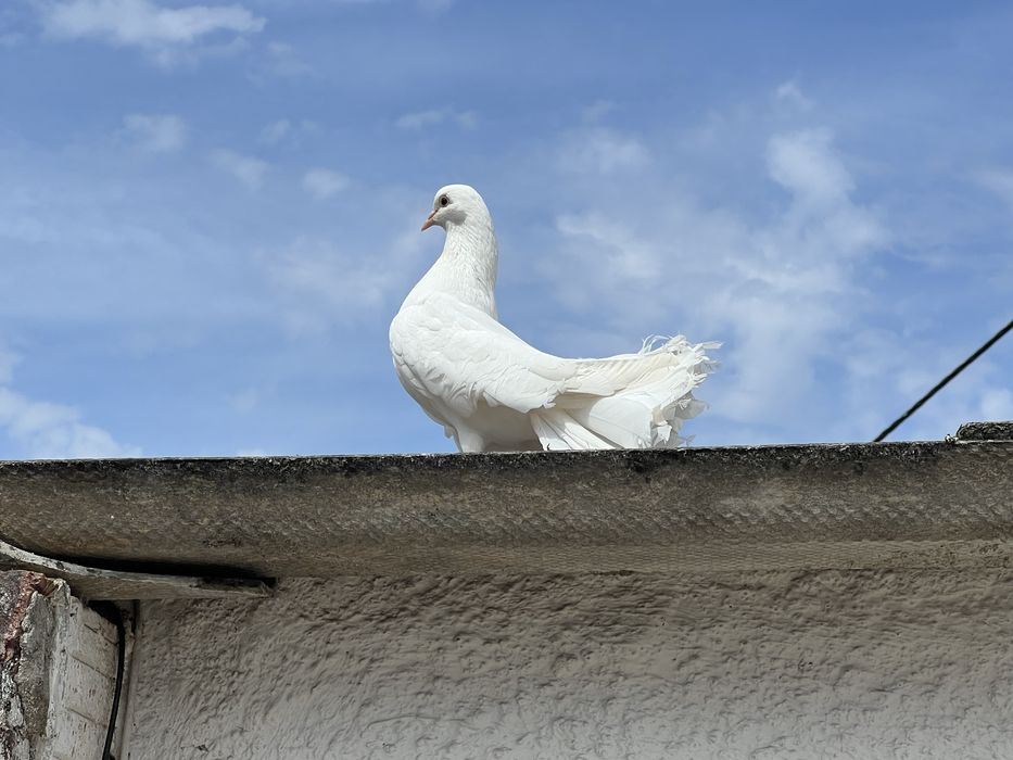 Borrachos de pombo de leque