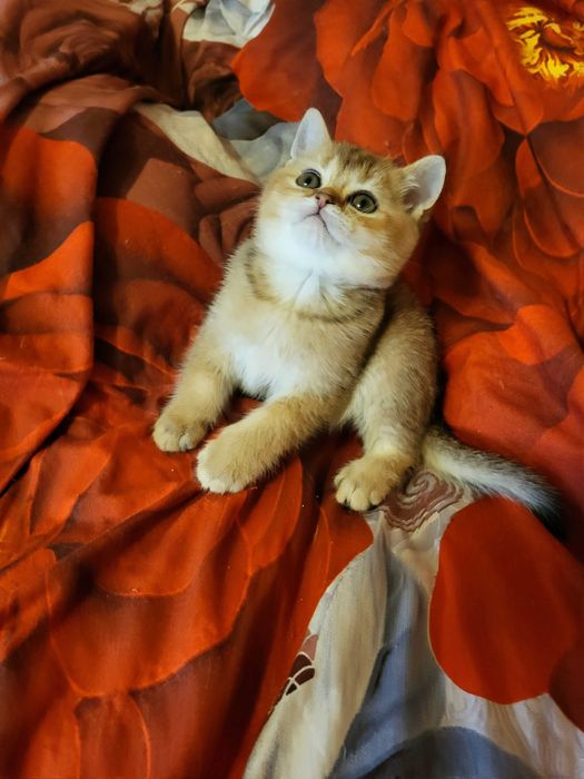 Гарна дівчинка золота шиншилла.