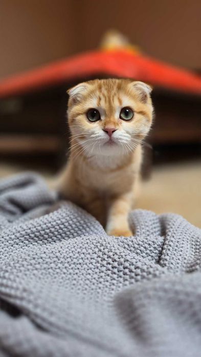 Scottish Fold дівчинка доступна до резерву