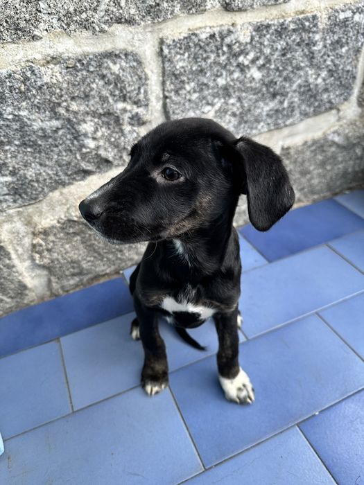 Cachorrinhos para Adoção