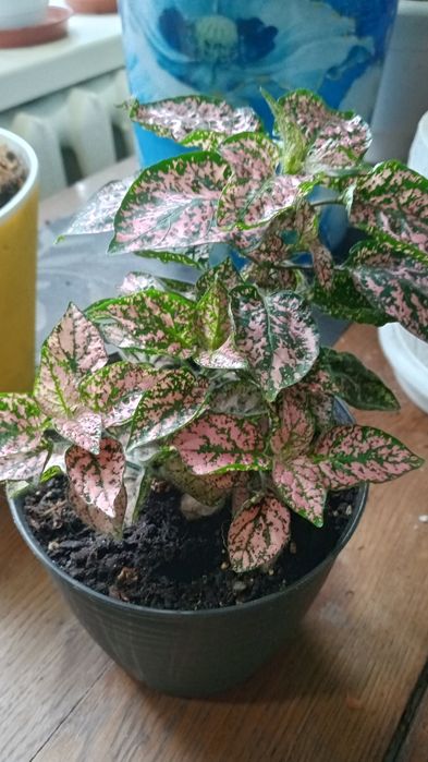 Продам гіпоестес.