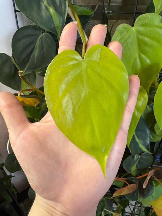 Філодендрон бразіл / міканс / сканденс грін