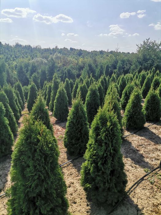 Туї Смарагд, шаровидні туї, барбариси, можевельники, самшит.