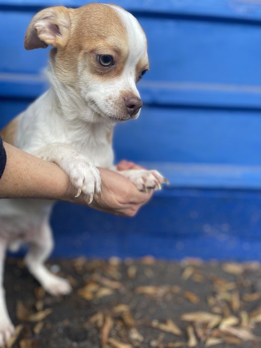 Чихуахуа хлопчик стандарт