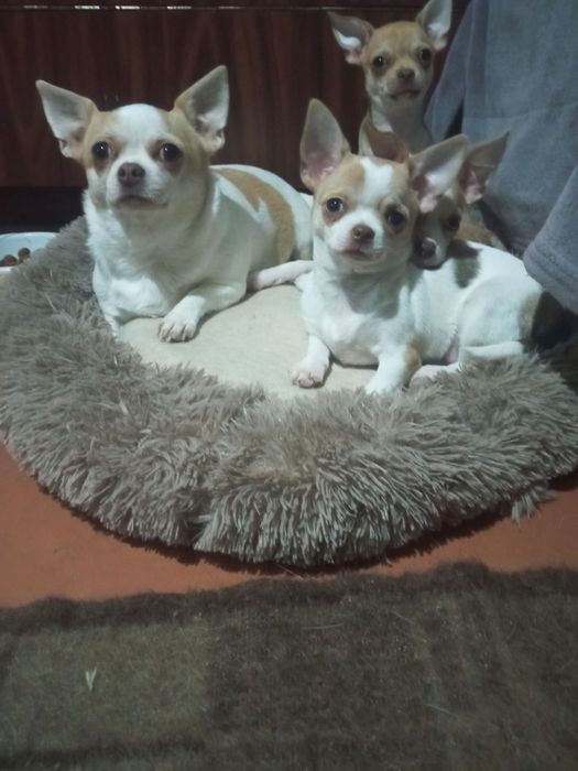 Знакомьтесь питомник "BRIGHT STAR"- UCI.