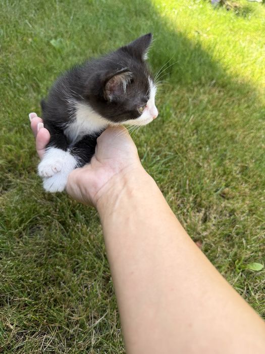 Котик в хорошу сімʼю