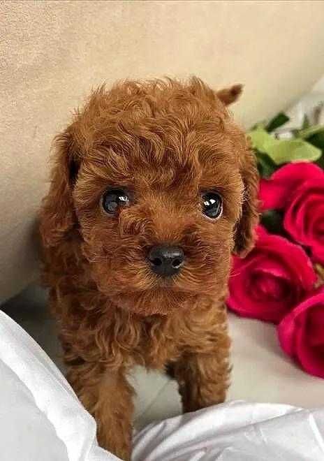 Pudel Toy mini Toy pudel Sliczny piesek